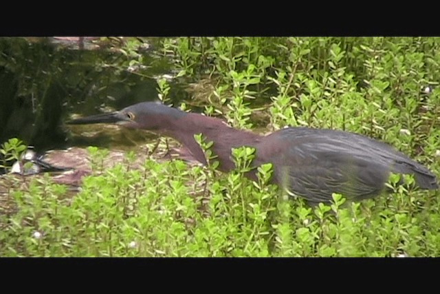 Green Heron (virescens/bahamensis) - ML201650621