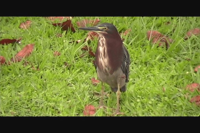 Green Heron (virescens/bahamensis) - ML201650631