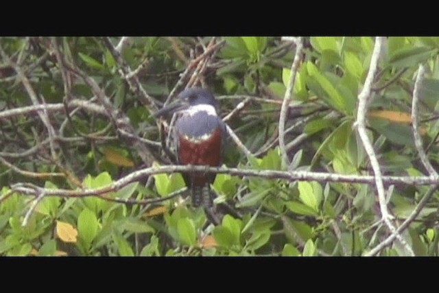 クビワヤマセミ - ML201650641