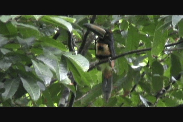 Collared Aracari (Collared) - ML201650651