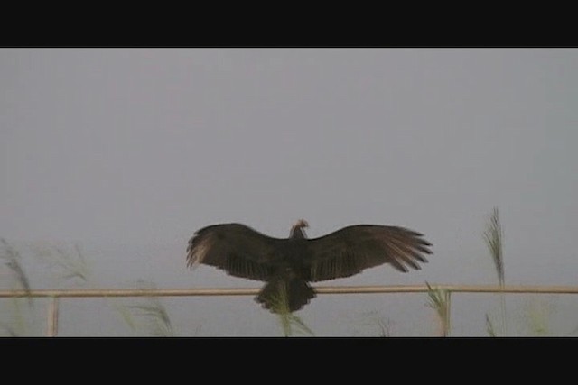 ヒメコンドル - ML201650671