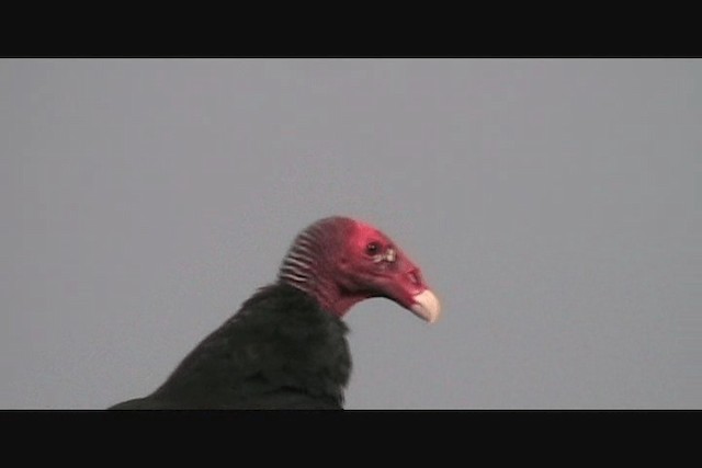 ヒメコンドル - ML201650681