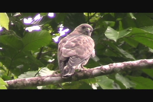 Broad-winged Hawk - ML201650691