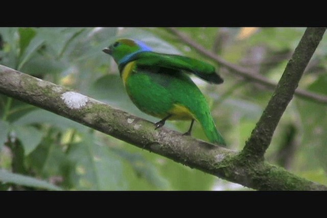 Golden-browed Chlorophonia - ML201650711