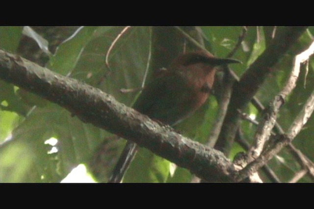 Rufous Motmot - ML201650751