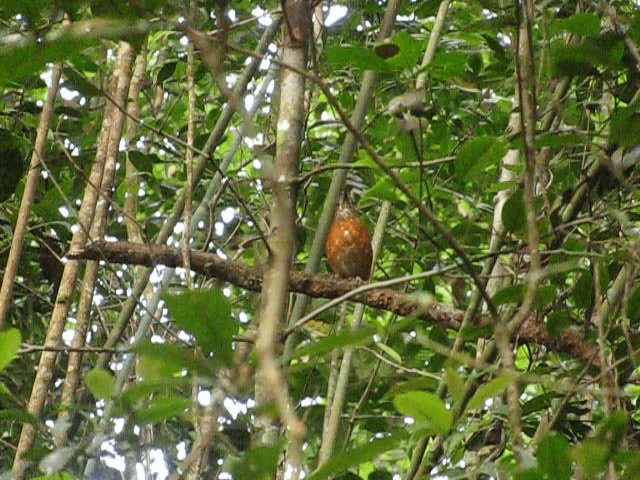 Everett's Thrush - ML201650841