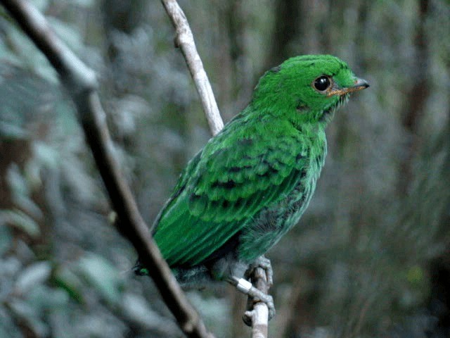 Whitehead's Broadbill - ML201650851