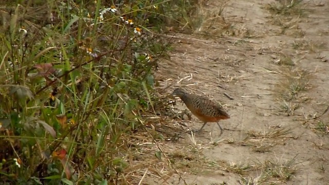 Barred Buttonquail - ML201650891