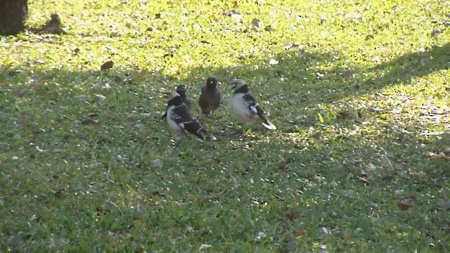 Black-collared Starling - ML201650921