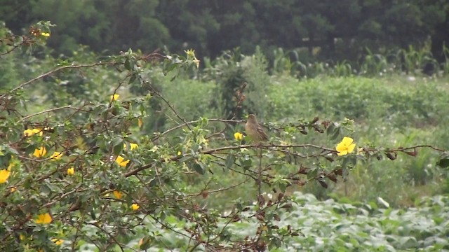 Yellow Bunting - ML201650971