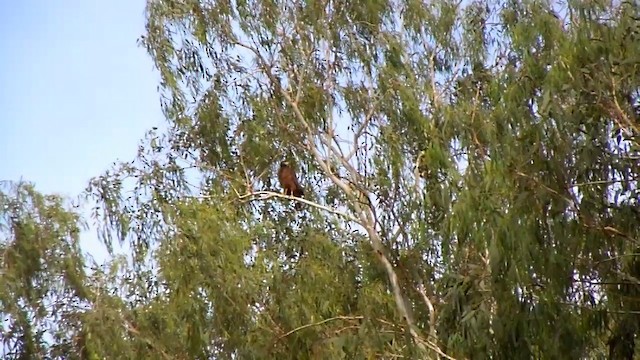 Crested Serpent-Eagle (Crested) - ML201650981