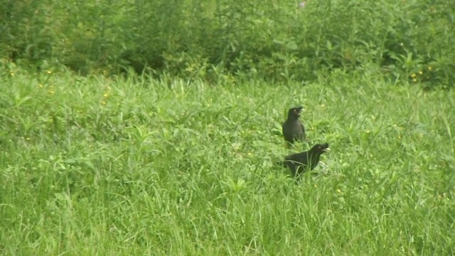 Crested Myna - ML201651011