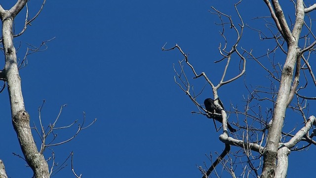 Black Drongo - ML201651031