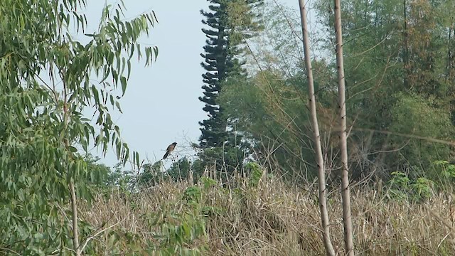 Lesser Coucal - ML201651051