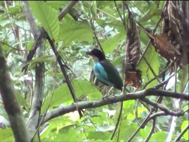 Azure-breasted Pitta - ML201651071