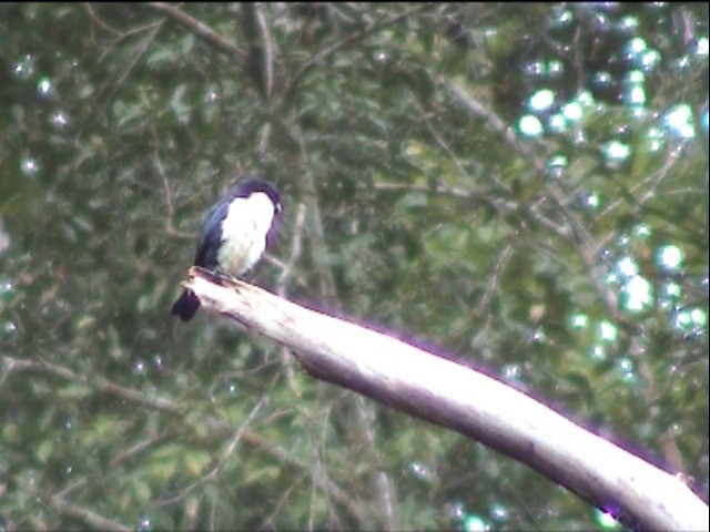 Philippine Falconet - ML201651081