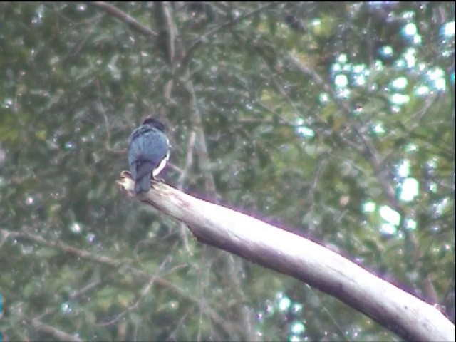 Philippine Falconet - ML201651091