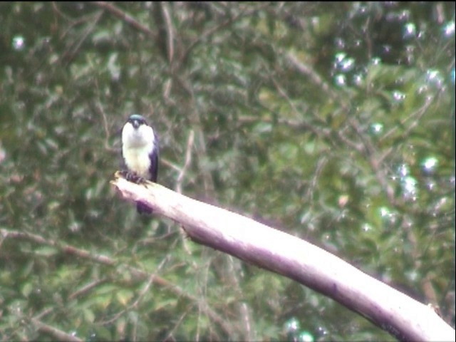 Philippine Falconet - ML201651101