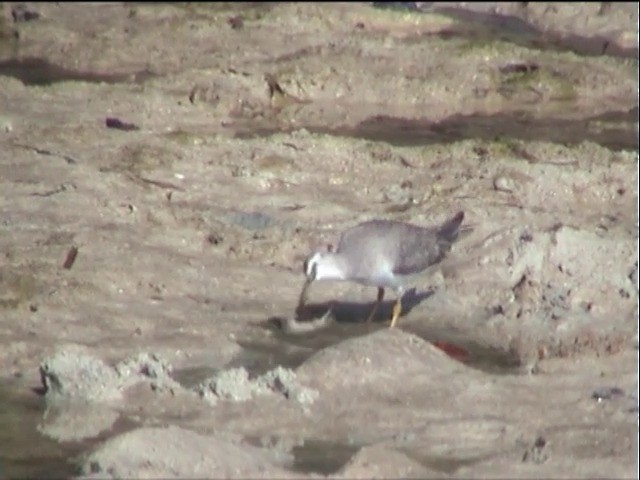 Gray-tailed Tattler - ML201651111