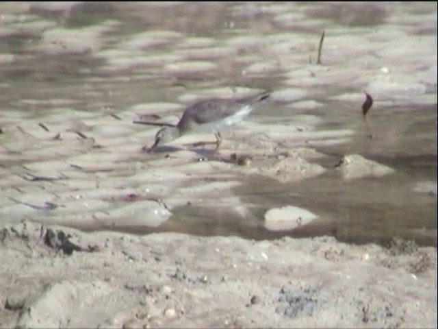 Gray-tailed Tattler - ML201651121