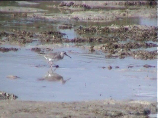 Gray-tailed Tattler - ML201651131