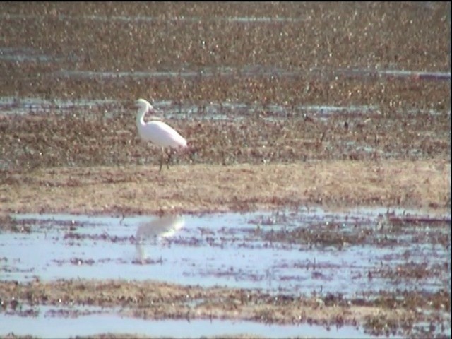 Chinese Egret - ML201651141