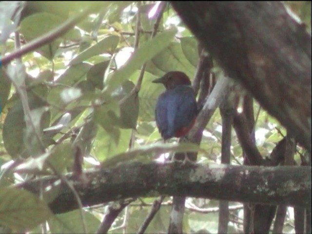 Philippine Pitta (Philippine) - ML201651151