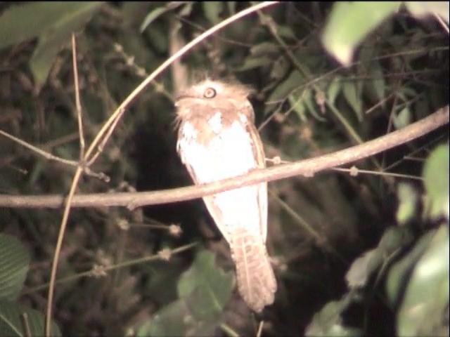 Palawan Frogmouth - ML201651221