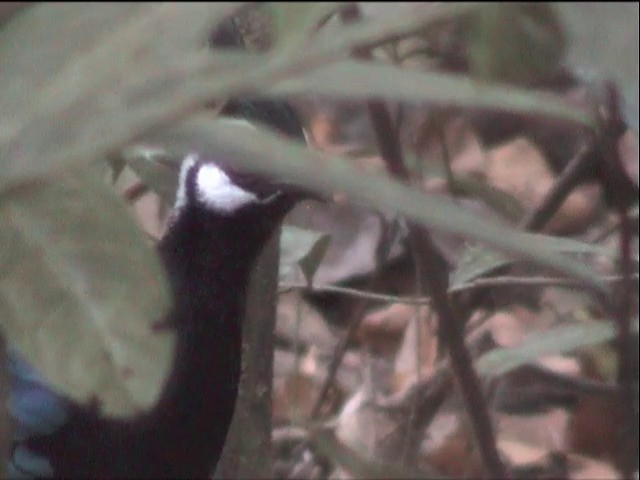 Палаванский павлиний фазан - ML201651341