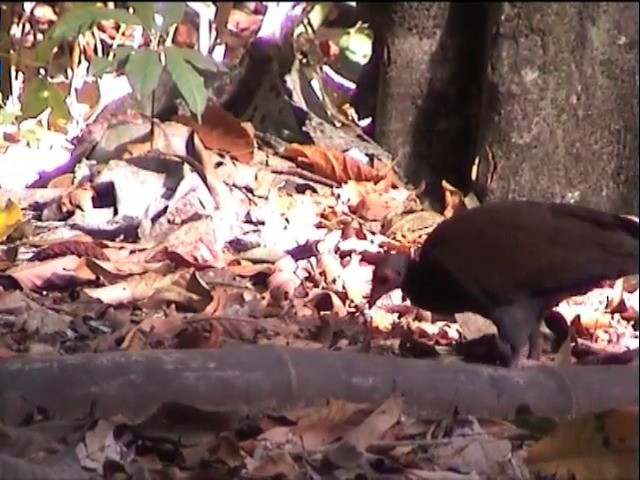 Philippine Megapode - ML201651361