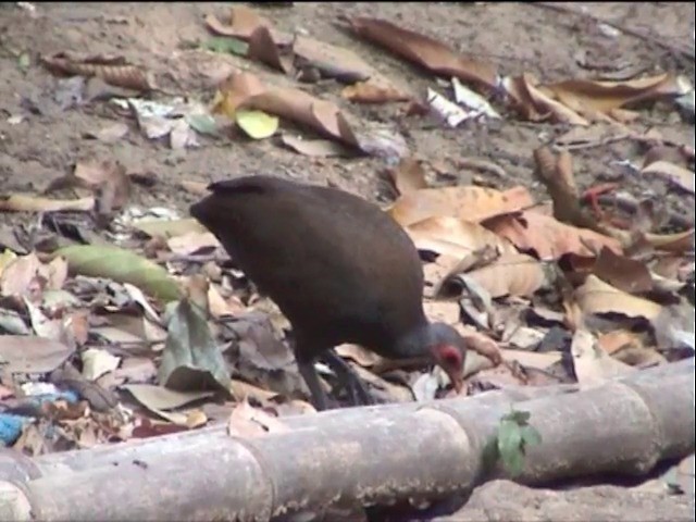Philippine Megapode - ML201651371