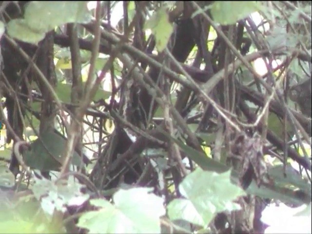 Palawan Babbler - ML201651421