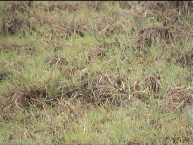 Red-throated Pipit - ML201651451