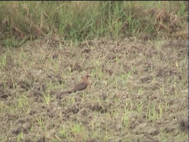 Oriental Pratincole - ML201651471