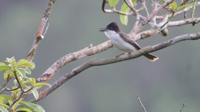 オジロハイイロタイランチョウ（caudifasciatus グループ） - ML201651531