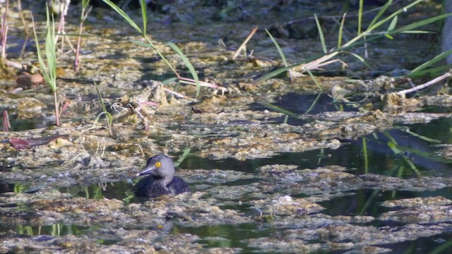 Least Grebe - ML201651551