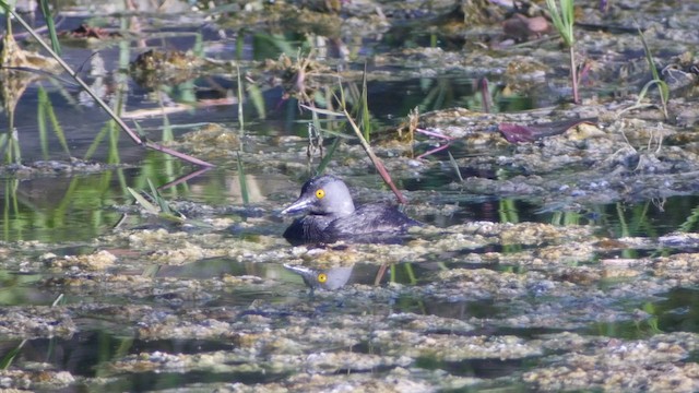 Least Grebe - ML201651561