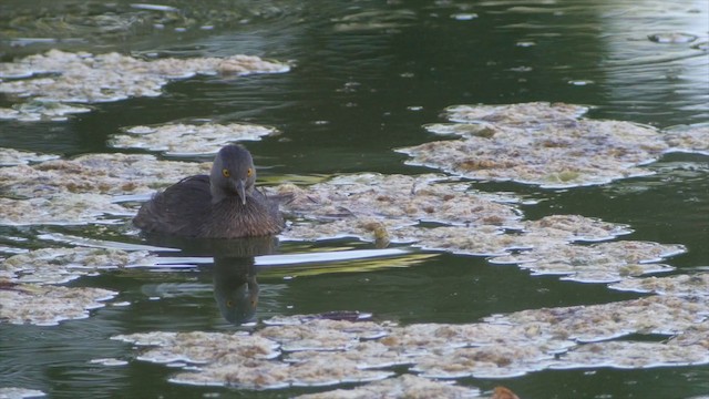 Least Grebe - ML201651591