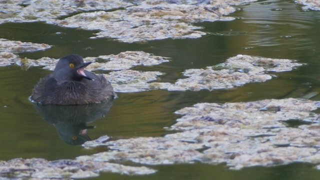 Least Grebe - ML201651601