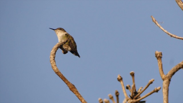 コビトハチドリ - ML201651631