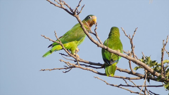 Yellow-billed Parrot - ML201651641