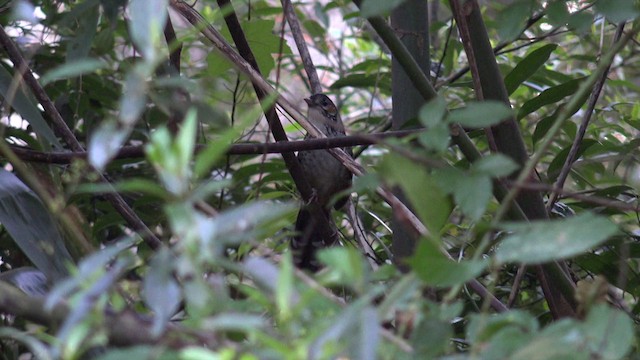 Chestnut-eared Laughingthrush - ML201651681