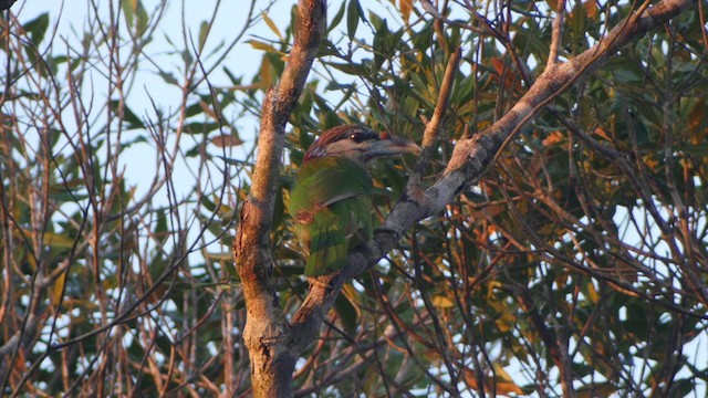 barbet červenořitý - ML201651691