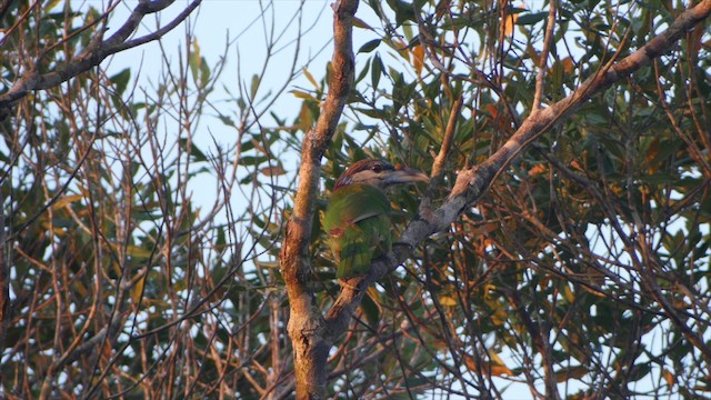 Red-vented Barbet - ML201651701