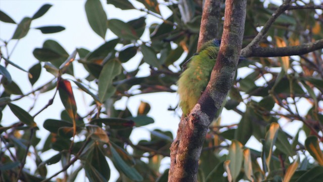 Necklaced Barbet - ML201651711
