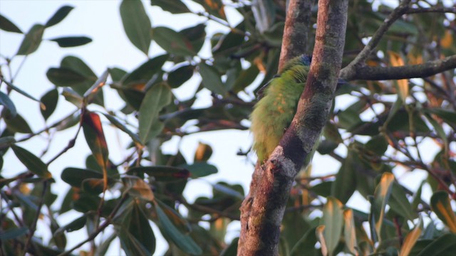 Weißwangen-Bartvogel - ML201651711