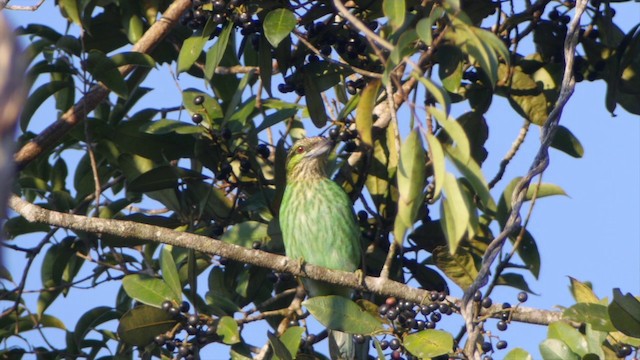 ミミアオゴシキドリ - eBird