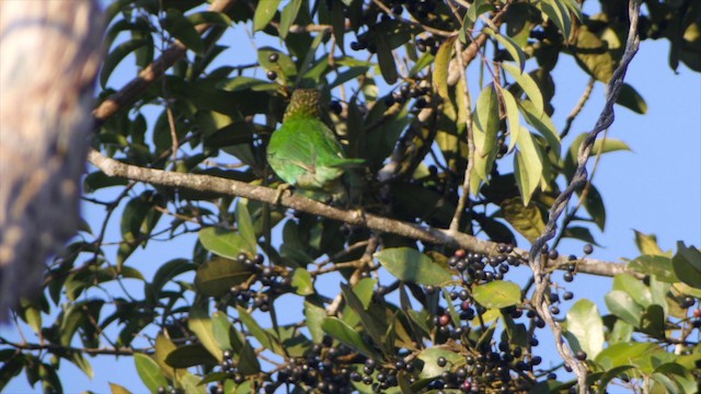 ミミアオゴシキドリ - eBird