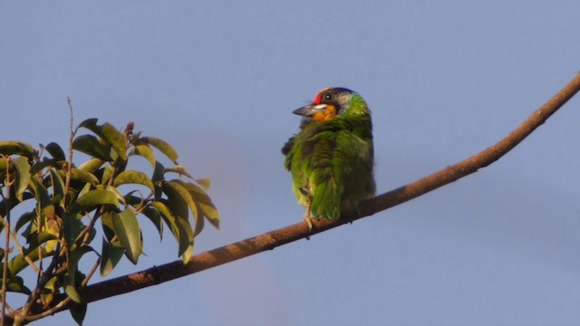 Necklaced Barbet - ML201651741