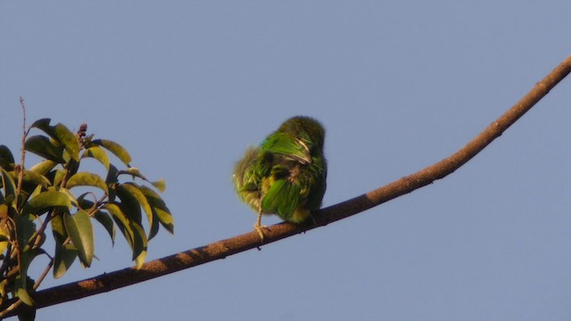 Weißwangen-Bartvogel - ML201651751